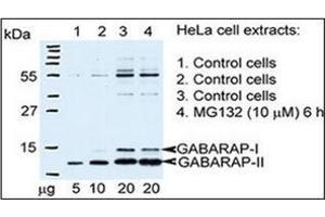 Autophagy GABARAP Antibody (N-term) Cat. (GABARAP Antikörper  (N-Term))