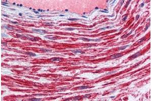 Anti-TFPI antibody IHC staining of human vessel. (TFPI Antikörper  (AA 29-44))