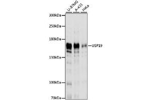 Western blot analysis of extracts of various cell lines, using USP19 antibody.