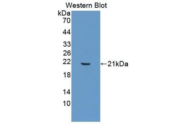 MMP3 antibody  (AA 278-450)
