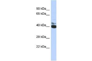 Western Blotting (WB) image for anti-FERM Domain Containing 3 (FRMD3) (C-Term) antibody (ABIN2774119)