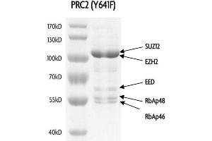 Recombinant PRC2 EZH2(Y641F) Complex gel. (PRC2 EZH2 (full length), (Tyr641Phe-Mutant) protein (DYKDDDDK Tag))