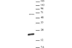 Histone H3 dimethyl Arg17 asymmetric antibody (pAb) tested by Western blot.