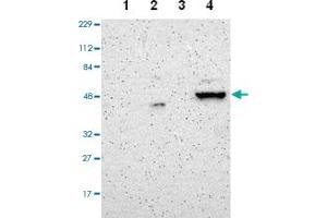 ZNF670 antibody