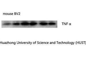 Western Blot (WB) analysis: Please contact us for more details. (TNF alpha Antikörper)