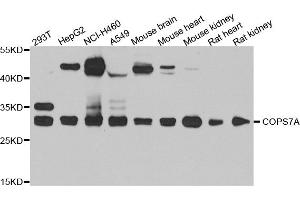 Western blot analysis of extracts of various cell lines, using COPS7A antibody. (COPS7A Antikörper)