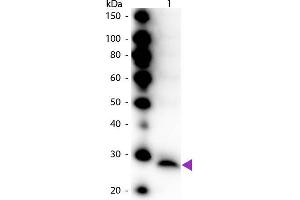 Western Blot of Peroxidase conjugated Rabbit Anti-Trypsinogen primary antibody. (Trypsinogen Antikörper  (HRP))