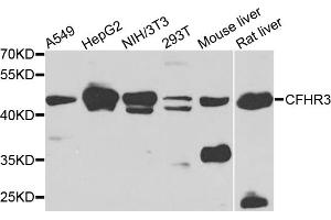 Western blot analysis of extracts of various cell lines, using CFHR3 antibody (ABIN5975725) at 1/1000 dilution. (CFHR3 Antikörper)