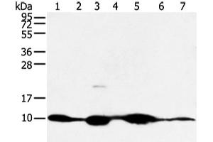 Western blot analysis of Mouse muscle and human fetal muscle tissue mouse heart tissue and PC3 cell mouse kidney and small intestines tissue 231 cell using COX7C Polyclonal Antibody at dilution of 1:300 (COX7C Antikörper)