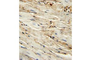 C antibody (Center ) (ABIN389408 and ABIN2839496) immunohistochemistry analysis in formalin fixed and paraffin embedded mouse heart tissue followed by peroxidase conjugation of the secondary antibody and DAB staining.
