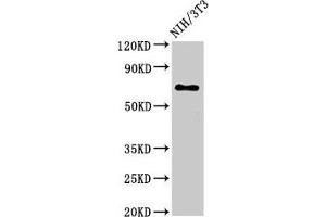 Western Blot Positive WB detected in: NIH/3T3 whole cell lysate All lanes: ZMYND11 antibody at 3 μg/mL Secondary Goat polyclonal to rabbit IgG at 1/50000 dilution Predicted band size: 71, 65, 67, 61 kDa Observed band size: 71 kDa (ZMYND11 Antikörper  (AA 363-513))