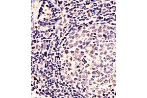 (ABIN391430 and ABIN2841422) staining EN1 in Human tonsil tissue sections by Immunohistochemistry (IHC-P - paraformaldehyde-fixed, paraffin-embedded sections). (EN1 Antikörper  (N-Term))