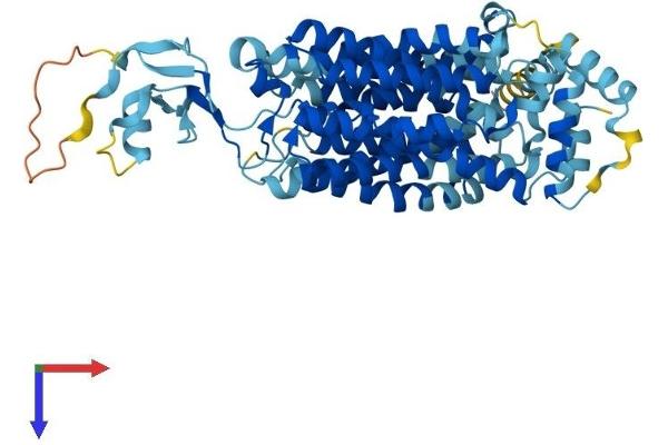 SLC22A7 Protein (AA 1-540) (His tag)