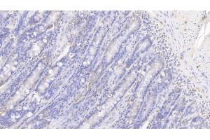 Detection of IL8 in Canine Small intestine Tissue using Polyclonal Antibody to Interleukin 8 (IL8) (IL-8 Antikörper  (AA 23-101))