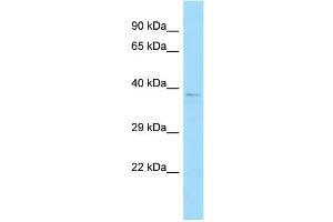 WB Suggested Anti-C12orf10 Antibody Titration: 1. (C12orf10 Antikörper  (N-Term))