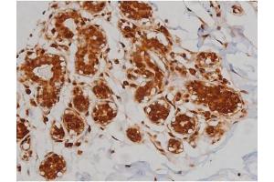 ABIN6267336 at 1/200 staining Human heart tissue sections by IHC-P. (IGF1R Antikörper  (pTyr1346))