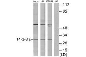 Western blot analysis of extracts from HeLa/Jurkat/COLO cells, using 14-3-3 zeta Antibody. (14-3-3 zeta Antikörper  (AA 51-100))