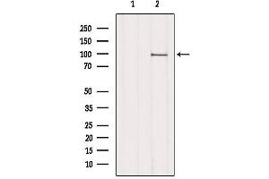 Western blot analysis of extracts from 3t3, using MPHOSPH8 Antibody.