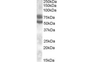 Western Blotting (WB) image for anti-Dachshund 1 (DACH1) (Internal Region) antibody (ABIN2464820) (DACH1 Antikörper  (Internal Region))