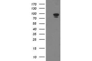 Image no. 2 for anti-Signal Transducer and Activator of Transcription 5A (STAT5A) antibody (ABIN1501191) (STAT5A Antikörper)