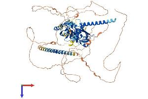 NPAS2 Protein (AA 1-816) (His tag)