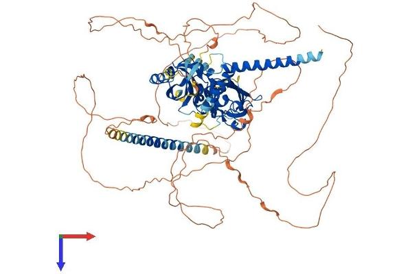 NPAS2 Protein (AA 1-816) (His tag)