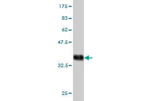 Western Blotting (WB) image for anti-Translocase of Inner Mitochondrial Membrane 9 (TIMM9) (AA 1-89) antibody (ABIN565282)