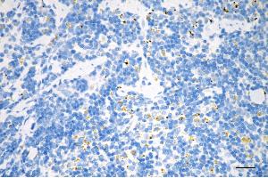 anti-CD8a Molecule (CD8A) antibody