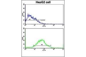 Flow cytometric analysis of HepG2 cells using PUM2 Antibody (bottom histogram) compared to a negative control cell (top histogram). (PUM2 Antikörper  (AA 159-189))