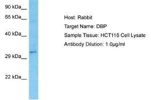 Western Blotting (WB) image for anti-D Site of Albumin Promoter (Albumin D-Box) Binding Protein (DBP) (Middle Region) antibody (ABIN2777367)