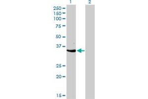 Image no. 1 for anti-Cyclin-Dependent Kinase 3 (CDK3) (AA 206-305) antibody (ABIN465981) (CDK3 Antikörper  (AA 206-305))