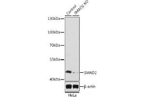 Western blot analysis of extracts from normal (control) and SMAD2 knockout (KO) HeLa cells using SMAD2 Polyclonal Antibody at dilution of 1:1000.
