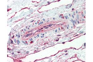 Immunohistochemistry (IHC) image for anti-Annexin A5 (ANXA5) (C-Term) antibody (ABIN1804612)