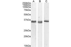ABIN940566 (0. (SPON2 Antikörper  (Internal Region))