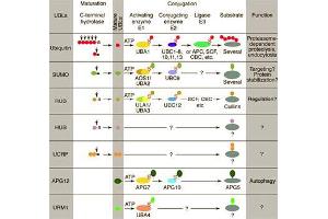 Conjugation pathways for ubiquitin and ubiquitin-like modifiers (UBLs). (CAND1 Antikörper  (N-Term))