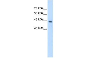 WB Suggested Anti-PCYT2 Antibody Titration:  2.