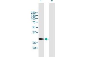 Western Blot analysis of MYCL1 expression in transfected 293T cell line by MYCL1 MaxPab polyclonal antibody. (LMYC Antikörper  (AA 1-206))