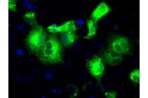 Anti-PRDX4 mouse monoclonal antibody (ABIN2453501) immunofluorescent staining of COS7 cells transiently transfected by pCMV6-ENTRY PRDX4 (RC203330). (Peroxiredoxin 4 Antikörper)