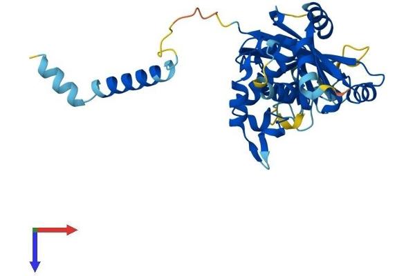 PARP16 Protein (AA 1-322) (His tag)