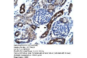 Human kidney (SFRS17A Antikörper  (N-Term))