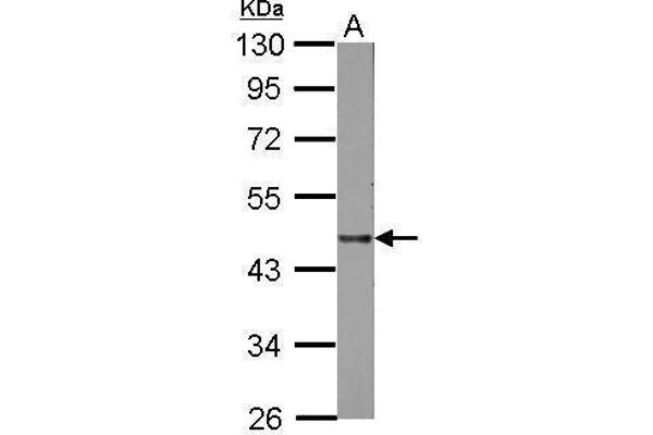 Lipase A antibody  (Center)