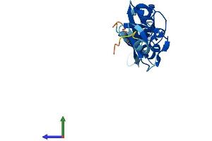 Protein Structure (PS) image for LIM Domain Only 1 (Rhombotin 1) (LMO1) (AA 1-156) protein (His tag) (ABIN7560261)