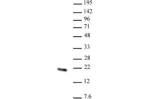 Hmgn2 pAb tested by Western blot. (HMGN2 Antikörper  (N-Term))