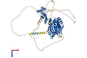 Aspartate beta Hydroxylase Protein (AA 1-758) (His tag)