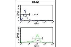 CDK5R Antibody (C-term) (ABIN652977 and ABIN2842619) flow cytometry analysis of K562 cells (bottom histogram) compared to a negative control cell (top histogram).