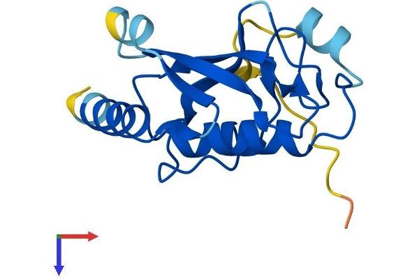 UBE2W Protein (AA 1-151) (His tag)
