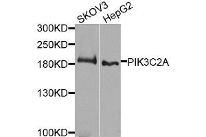 Western blot analysis of extracts of various cells, using PIK3C2A antibody. (PIK3C2A Antikörper)