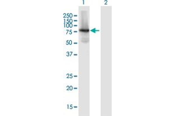 KIF1BP Antikörper  (AA 1-621)