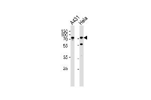 Western blot analysis of lysates from A431, Hela cell line (from left to right), using SEPT9 Antibody (C-term) (ABIN390155 and ABIN2840654).