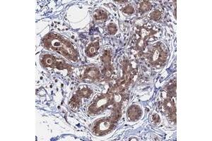Immunohistochemical staining of human breast with KIAA1328 polyclonal antibody  shows moderate cytoplasmic and nuclear positivity in glandular cells. (KIAA1328 Antikörper)